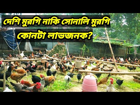 লাভ কোনটি দেশি নাকি সোনালি মুরগি? Desi Murgi Palon Khamar