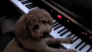 Cute brown poodle BB loves to play the piano!紅貴賓