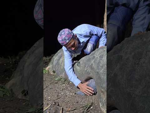 These chicks are incredibly many😱 #viralshort #animals