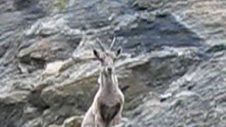 preview picture of video 'Ibex Grande Dixence Valais Switzerland 12 juin 2009- 4'