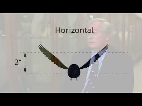 Bird Safe Glass Explained — Episode 2: Solutions