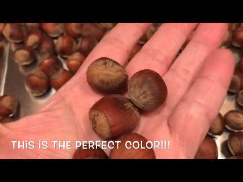 download lagu mp3 mp4 How Long To Roast Hazelnuts In Shell, download lagu How Long To Roast Hazelnuts In Shell gratis, unduh video klip How Long To Roast Hazelnuts In Shell