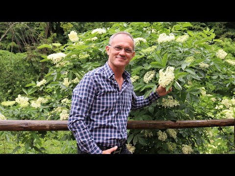 Bebe Dragomir & Maestro Music - Colaj ascultări(Cover)