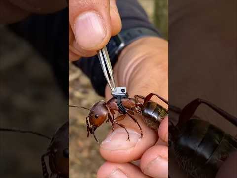 وضعنا كاميرا على نملة وراقبنا الملكة  #حيوانات #حيوانات_برية #حيوانات_اليفه