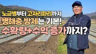 양파 노균병, 흑색썩음균핵병, 고자리파리 이것 하나로 모두 방제 성공! 비결 대공개