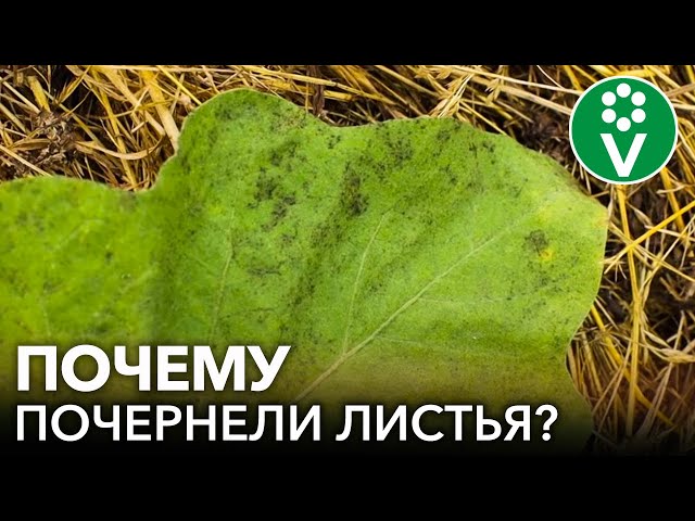 ЧЕРНЕЮТ ЛИСТЬЯ ПОМИДОРОВ И БАКЛАЖАНОВ? Это САЖИСТЫЙ ГРИБОК! Симптомы, причины, лечение болезни
