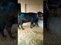 Top Quality Murrah Buffalo Viral Buffalo Murrah Trending Bhains Shorts New Trend Newvideo