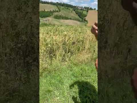 CORTE D'AIBO Preparazione terreno