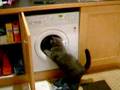 Casper Confused By Washing Machine