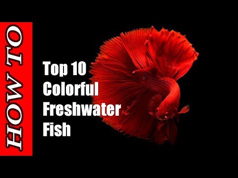 TOP 10 MOST COLORFUL FRESHWATER FISH