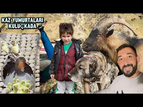 120 TANE KAZ YUMURTASI / 100 TANE ÖRDEK YUMURTASI KULUÇKA MAKİNASINDA / HALİLİN CAN DOSTLARI 