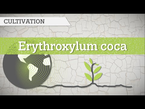 Cocaine production explained