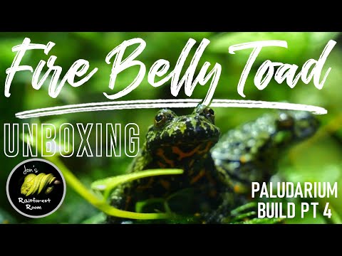 Unboxing Baby Fire Belly Toads & The Fire Belly Toad Paludarium Build Continues