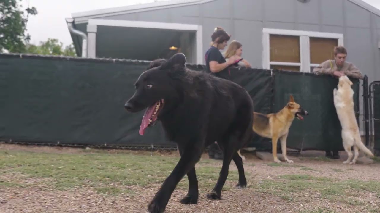 The Acre Dog Daycare video thumbnail
