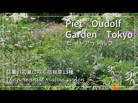 ビアードフラワー: ケアにおける 3 つの最大の間違い 植物