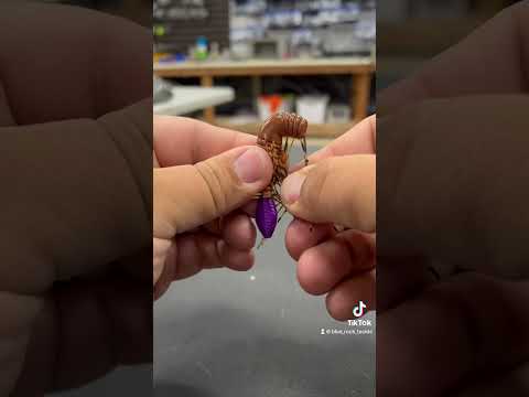 PBJ hard to beat in the summer! #nedjig #smallmouthfishing #nedrig #finessefishing