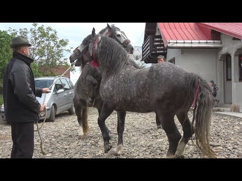 Sa cunoastem oameni si cai prin Bucovina