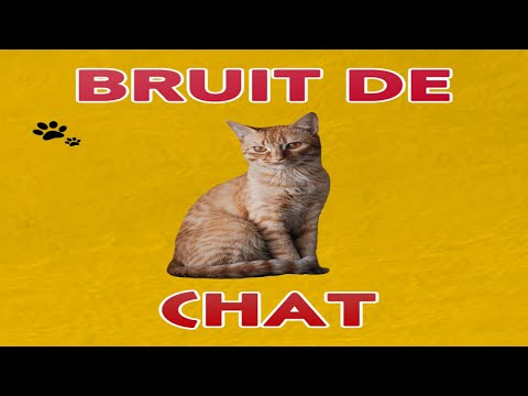 bruit de CHAT 🐱 (miaulement)