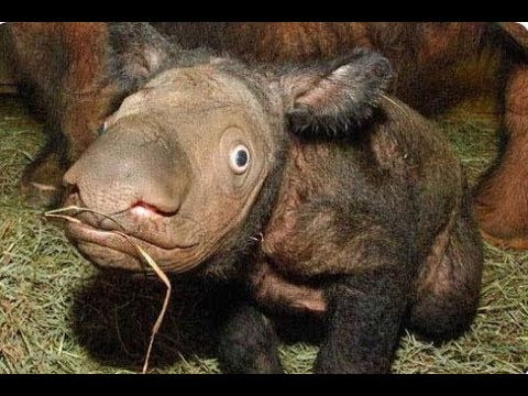 THE MOST RARE COLORS IN ANIMALS