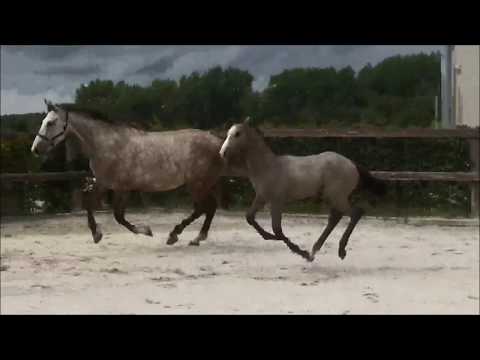 "Clash Royal Z" (Clarimo x Vigo 'd Arsouilles) Colt 2017 - Selected for auction Hippo Champ