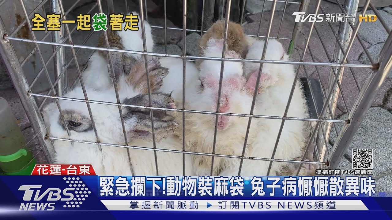 緊急攔下!動物裝麻袋 兔子病懨懨散異味