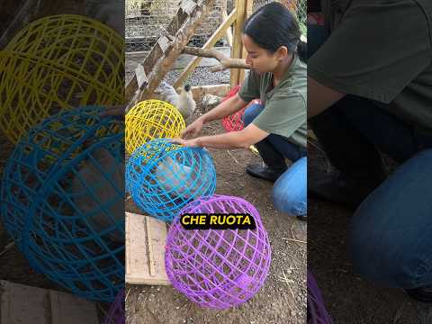 Allevamenti geniali 🐓🚜🤯