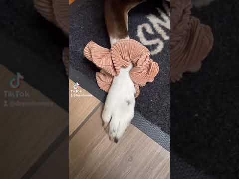 THE DOG WHO LOVES SCRUNCHIES ♡ CUTEST PUPPY AND HIS SCRUNCHIE OBSESSION