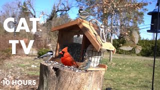 Sunday Morning Brunch for Backyard Birds and Squirrels - 10 Hour Cat TV for Pets - Mar 31, 2024