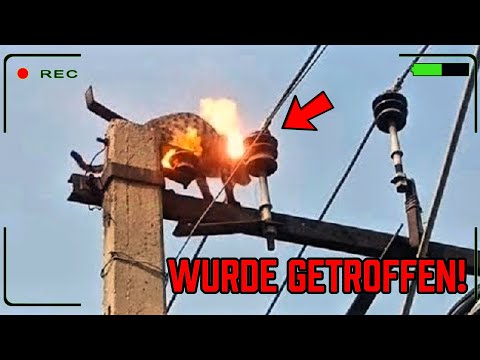 30 Tiere unter Stromschlag vor der Kamera  Nur für Hartgesottene – Teil 4