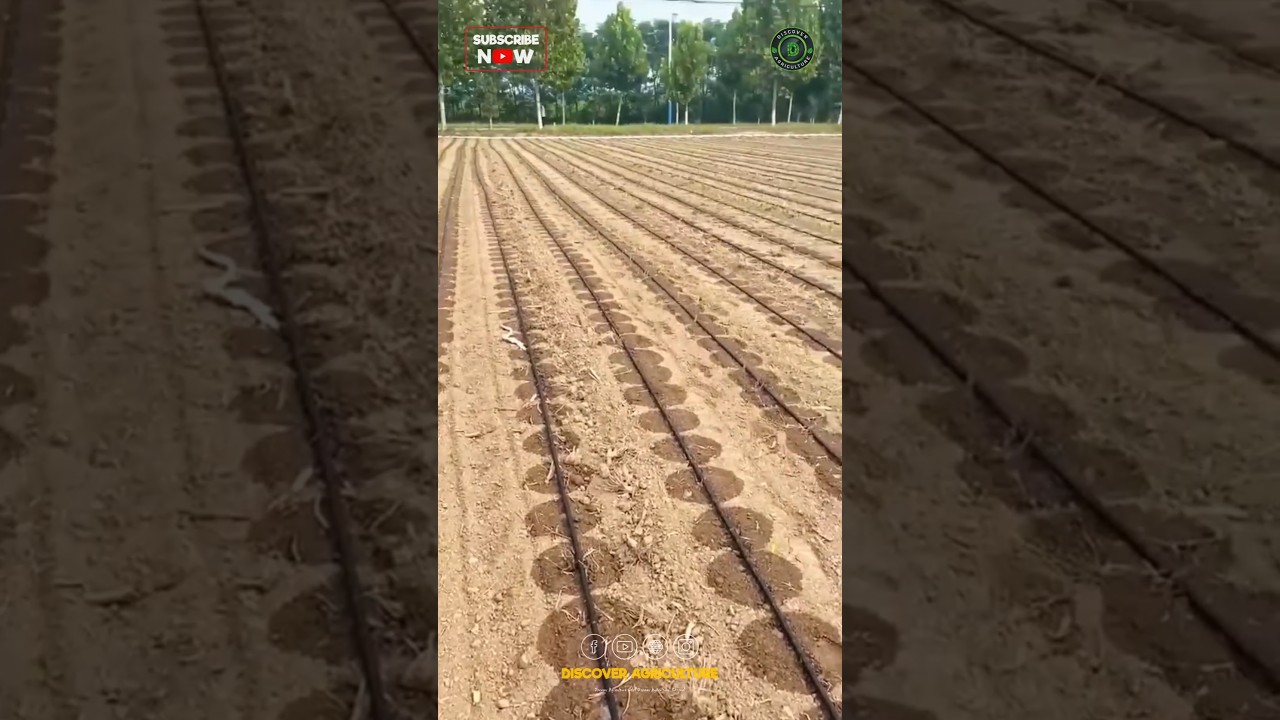 Drip Irrigation System