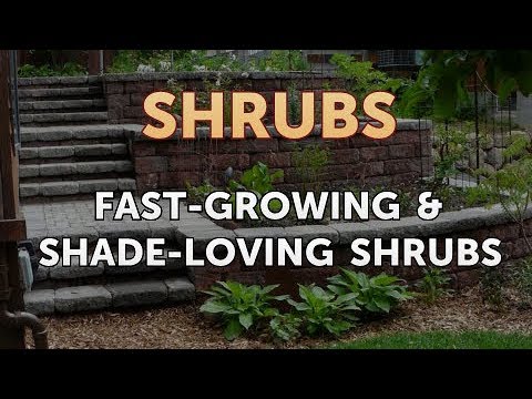 How to Prune a Bottlebrush Shrub