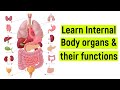 Internal body organs and their functions | Internal body parts | #diyasfunplay