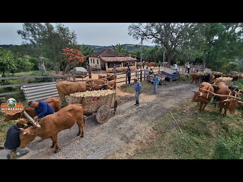 MUTIRÃO do carreto de MILHO em Pedra do Indaiá, na fazenda de SEU ROMEU. 