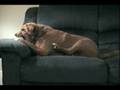 Dog Bites Own Leg