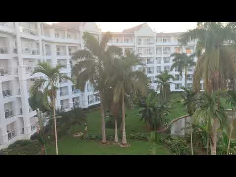 Roystonea Regia (Royal Palm vlog)