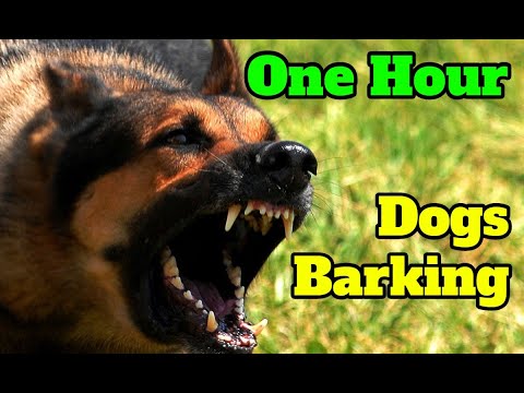 Dogs Barking for One Hour - barking sounds for 60 minutes of different breeds of dogs