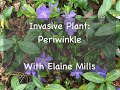 Invasive Plant: Periwinkle