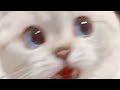 Meow The Living Tombstone 1 Hour Version Emi ちゃん