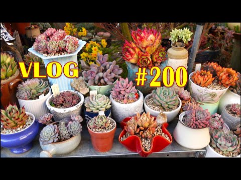 GROW SUCCULENT in NO SOIL and MORE LIGHT | VLOG #200 - Succulents & Coffee with LizK