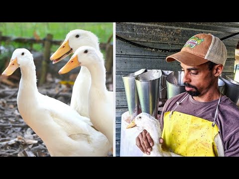 How to PROCESS DUCKS for Meat | Polyface Farm