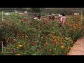 遇山乡舍：阳朔民宿旅行带你看遇龙河开满了花花
