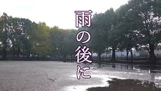 雨の後