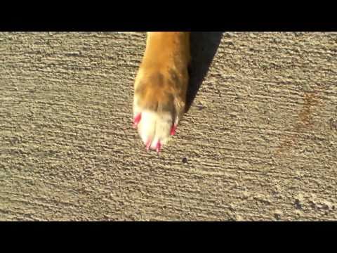 download lagu mp3 mp4 Manly Girl Dog Names, download lagu Manly Girl Dog Names gratis, unduh video klip Manly Girl Dog Names