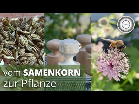 Vom Samenkorn zur fertigen Pflanze - Unterschied Lichtkeimer, Dunkelkeimer