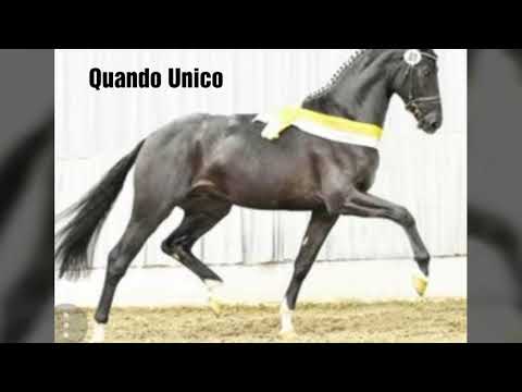 Novecento (Quando Unico x All at once x Fürst Heinrich)
