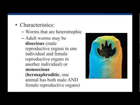 A nőstény Ascaris ember reproduktív szervei