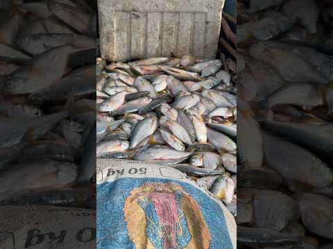 Así llega la pesca del día a la Ciénaga de Guayacán | Santa Bárbara de Pinto 🛶