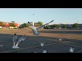 Seagulls Love For French Fries Slow Motion