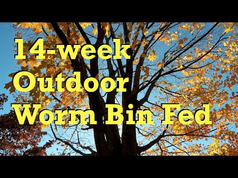 14-week (98-day) outdoor worm bag's 11th feeding after 11 days - vermicompost