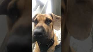 Perro de Presa Canario Puppies Videos